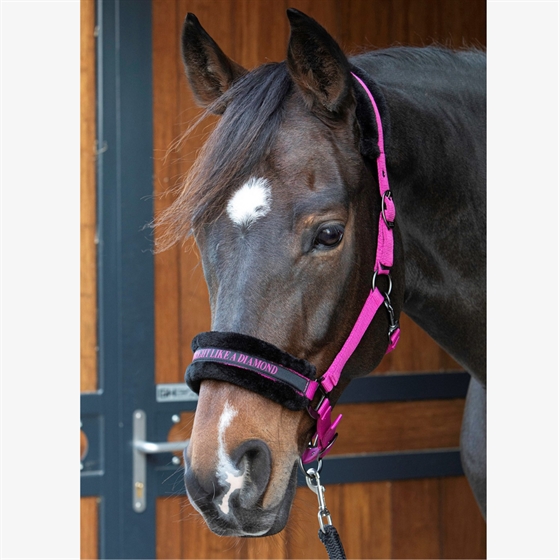 Harry\'s Horse halster Lyrics Quotes