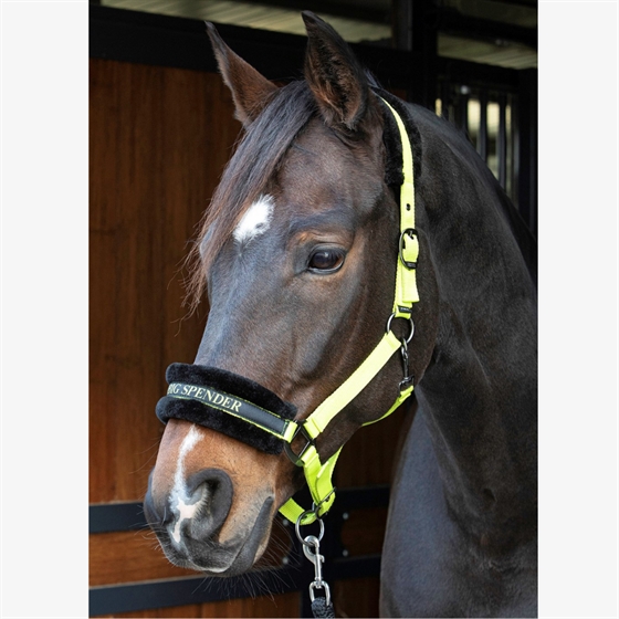 Harry\'s Horse halster Lyrics Quotes