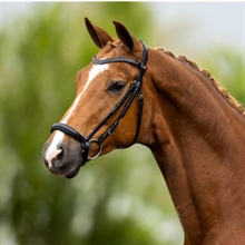 BR hoofdstel Hereford 