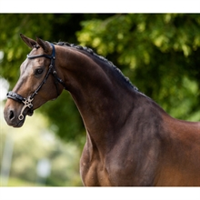 BR hoofdstel Lydney hackamore