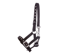 Kavalkade Veulenhalster