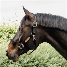 Kentucky Control Halster