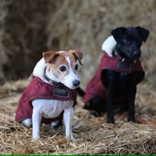 Kentucky hondenjas Burgundy