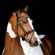 Montar Fair hoofdstel