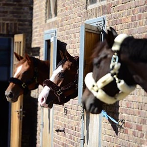 Kentucky halster met lamsvacht